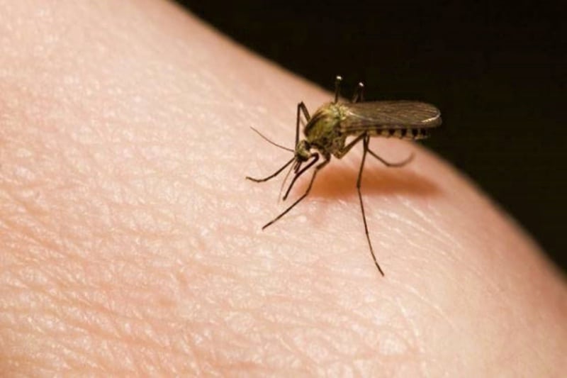 Bagaimana Terjadinya Gigitan Nyamuk